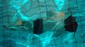 Foto: http://cp.osd.dk 16